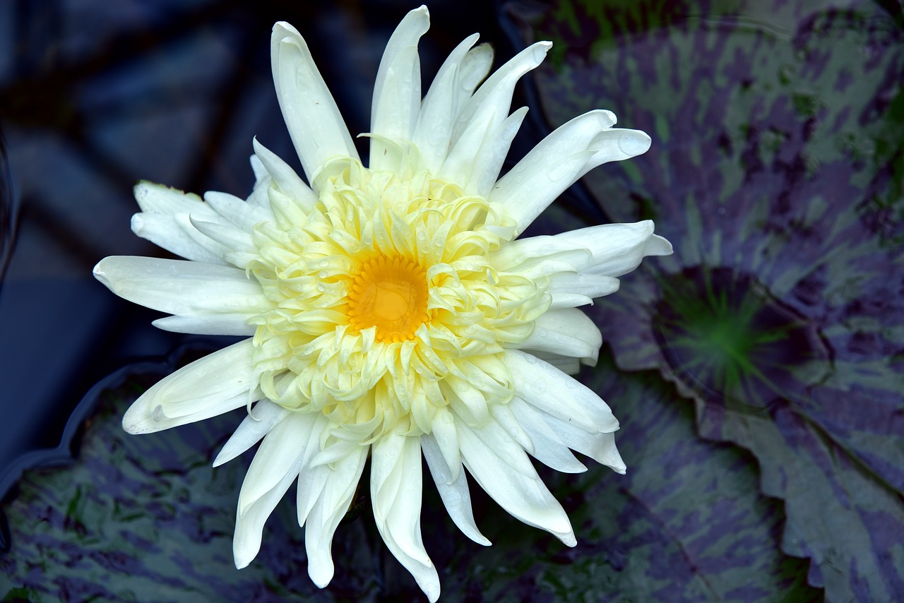 water lily  nuphar lutea  aquatic plant free photo