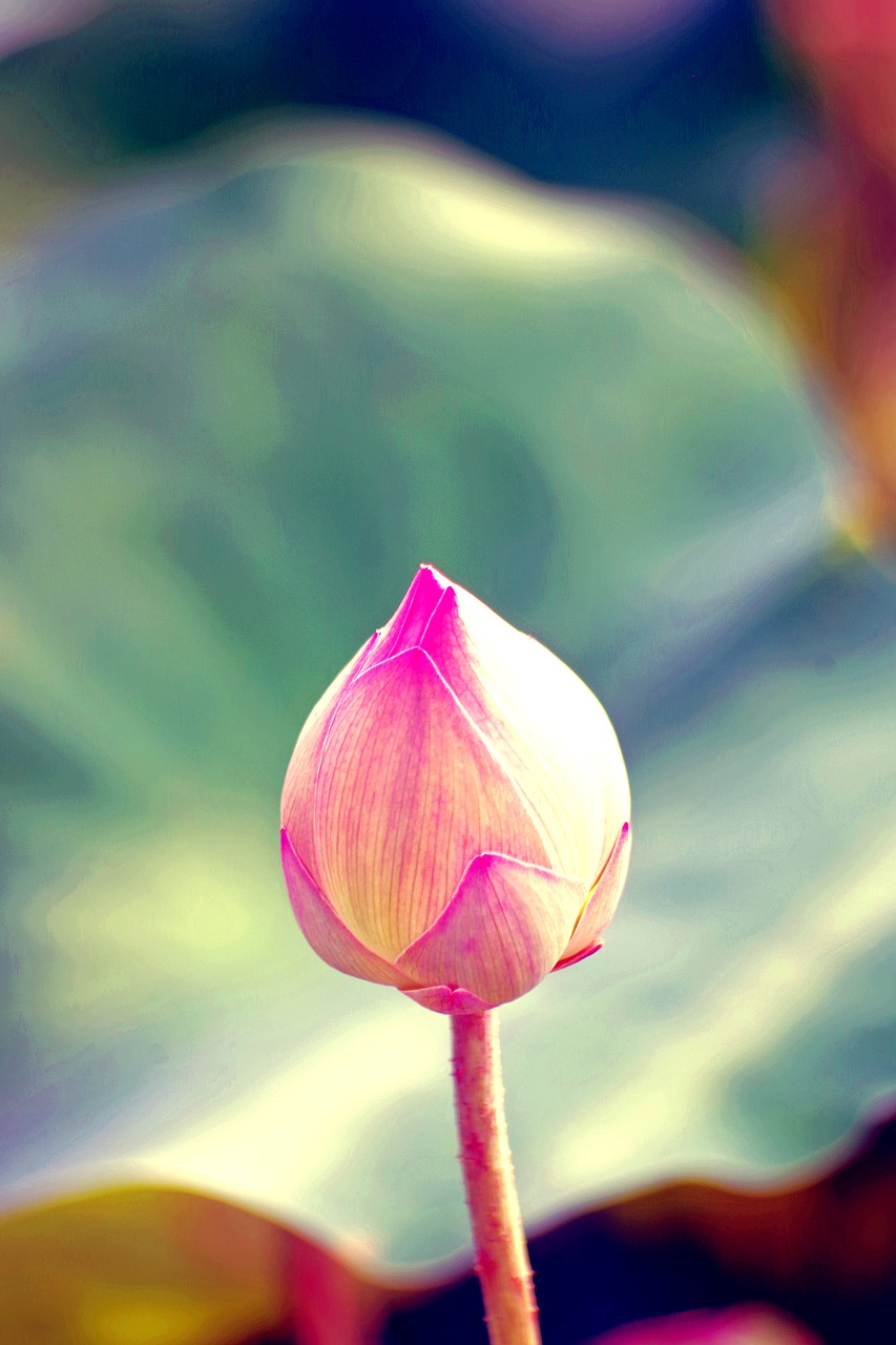 water lily  water  colorful free photo