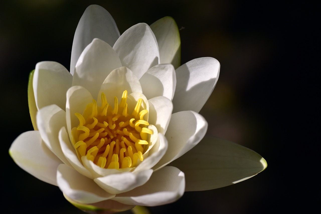water lily  white  nature free photo