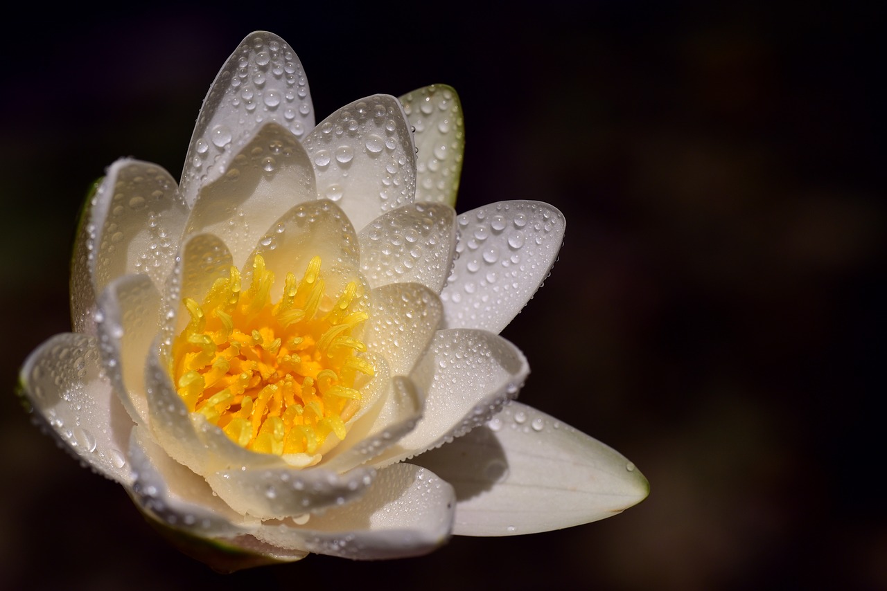 water lily  white  nature free photo