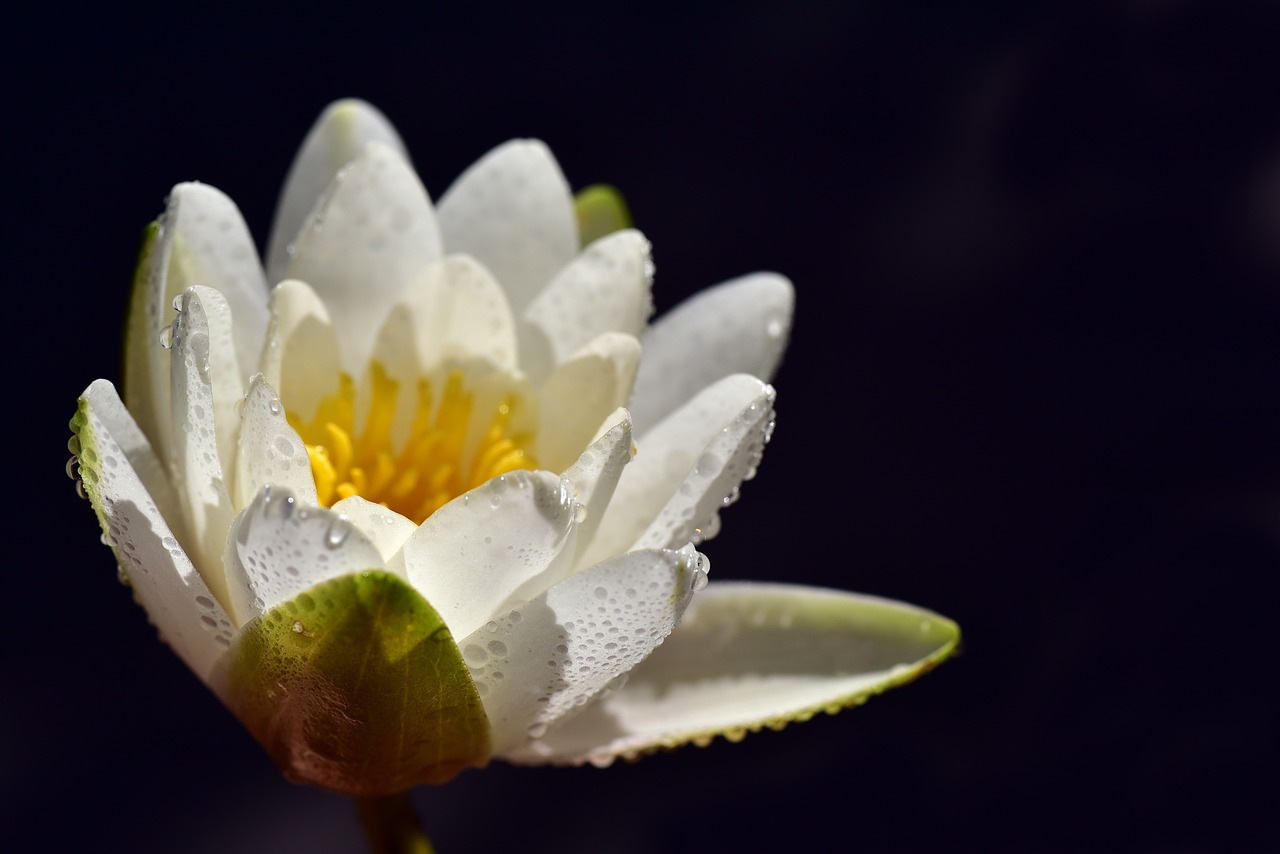 water lily  white  nature free photo