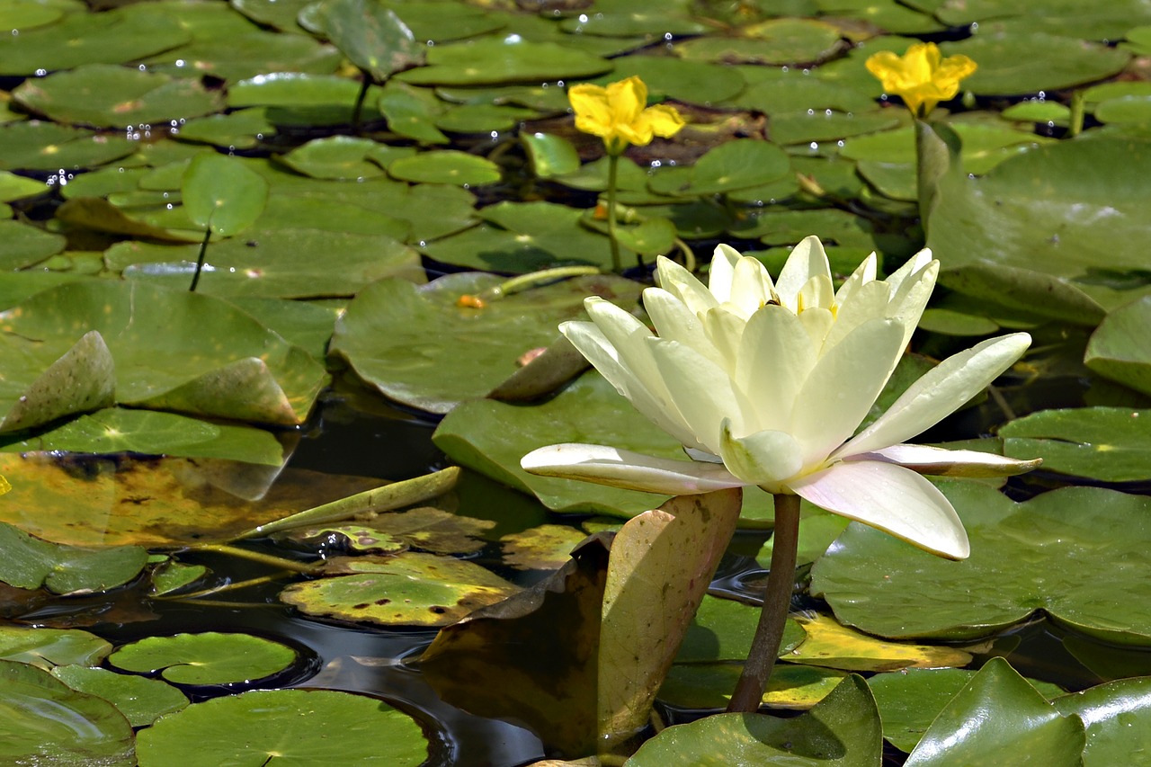 water lily  nature  pond free photo