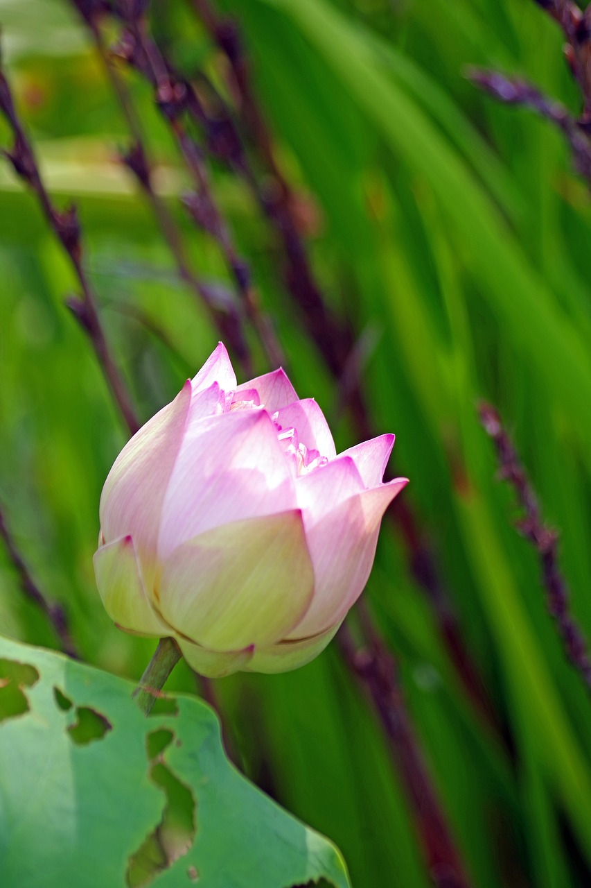 water lily  blossom  bloom free photo