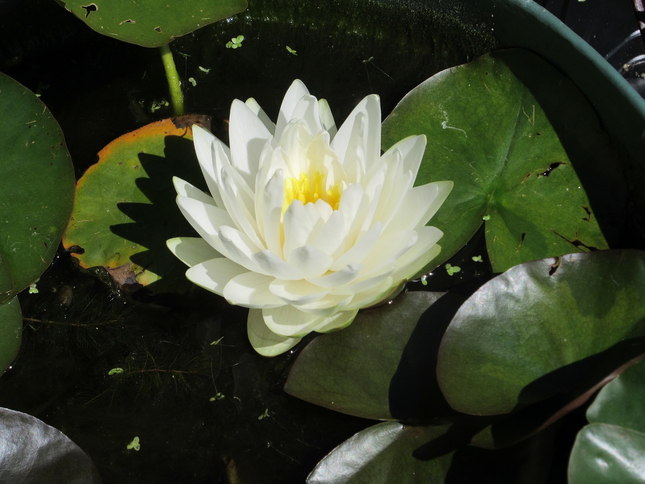 water lily  lotus flower  pond free photo