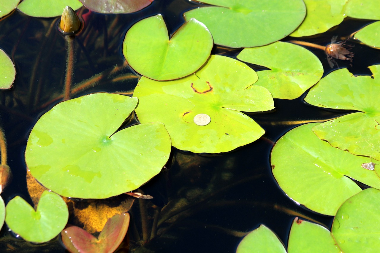 water lily  water plant  water free photo