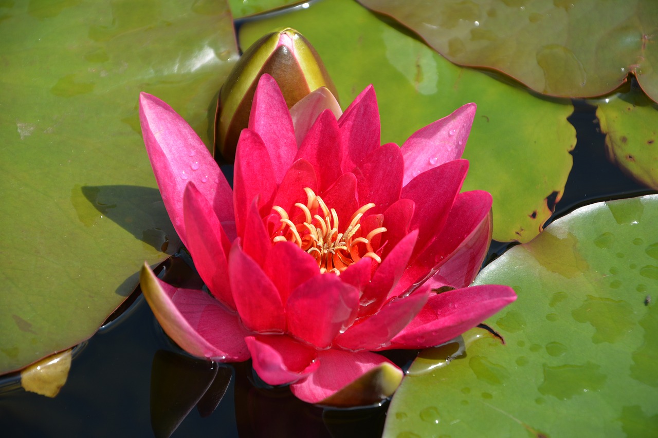 water lily  pond  nature free photo