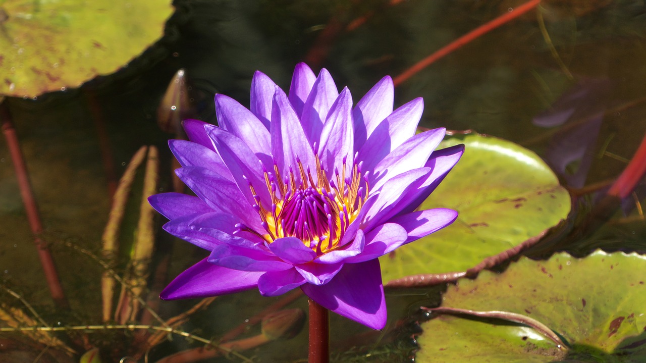 water lily  plant  blossom free photo