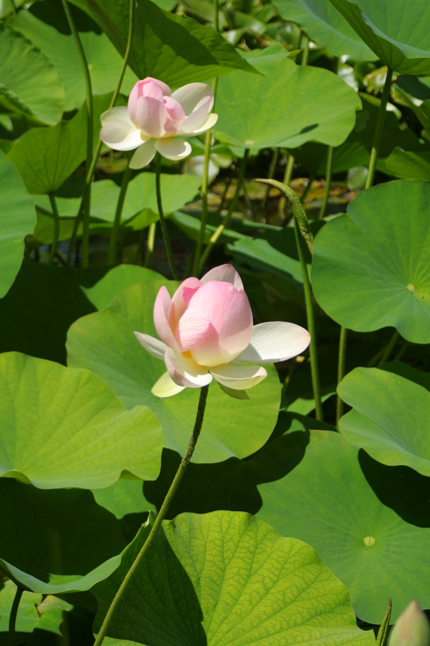 water lily  gardens  plants free photo