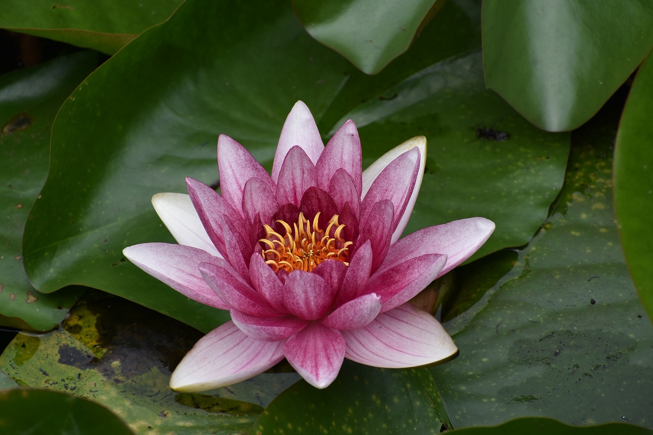 water lily  flowers  bloom free photo