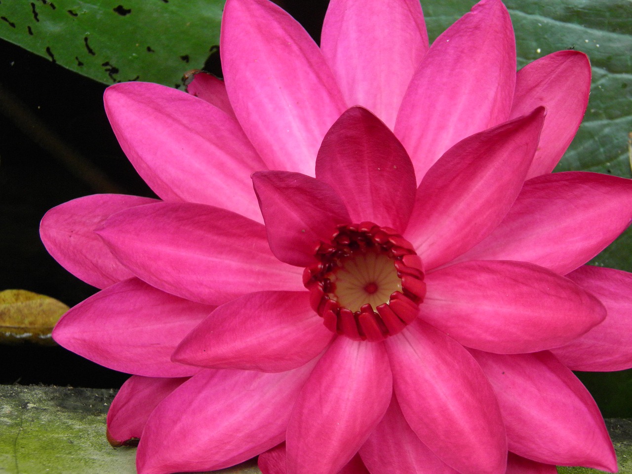 water lily  nature  flower free photo