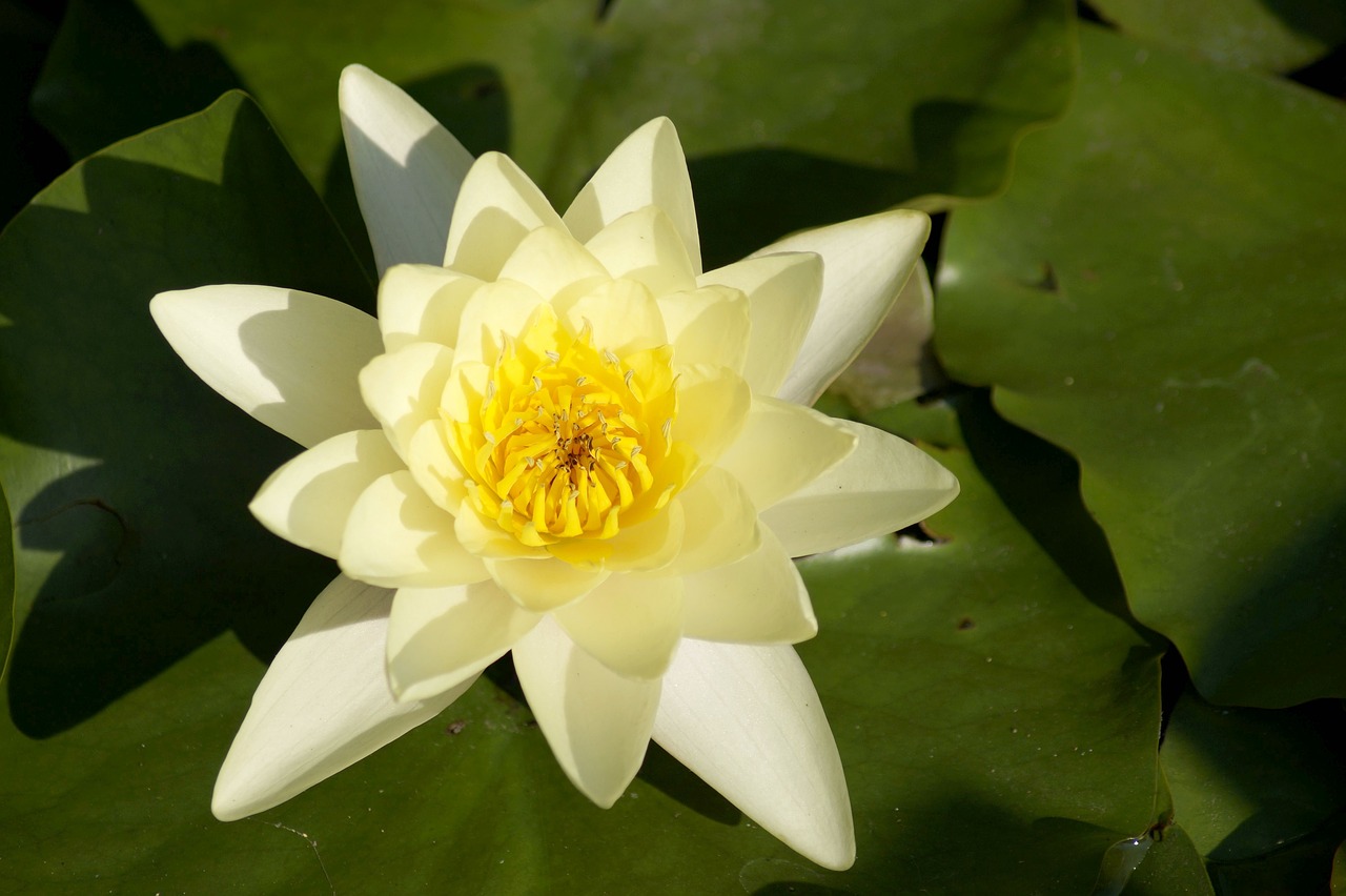 water lily  lily  white free photo