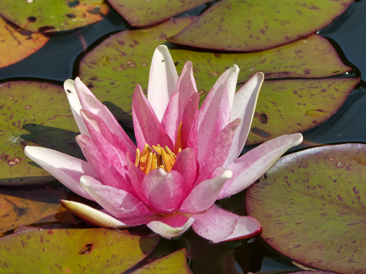 water lily  pond  blossom free photo