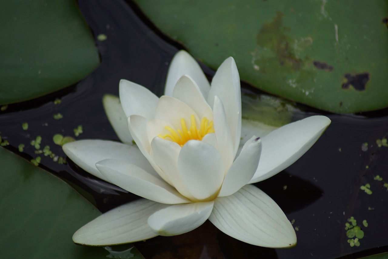 water lily  water flower  crinoid free photo