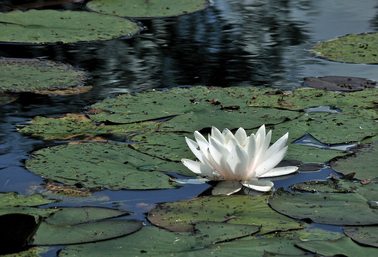 water lily  pond  summer free photo