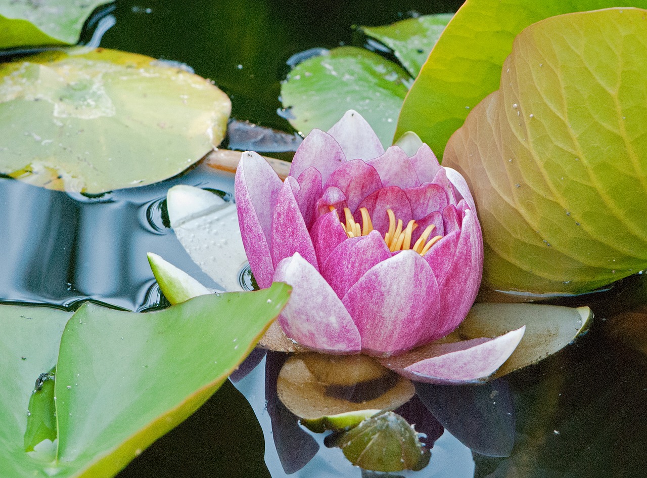 water lily  pond  biotope free photo