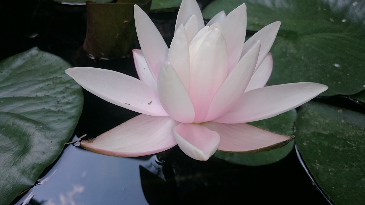 water lily  nature  flowers free photo