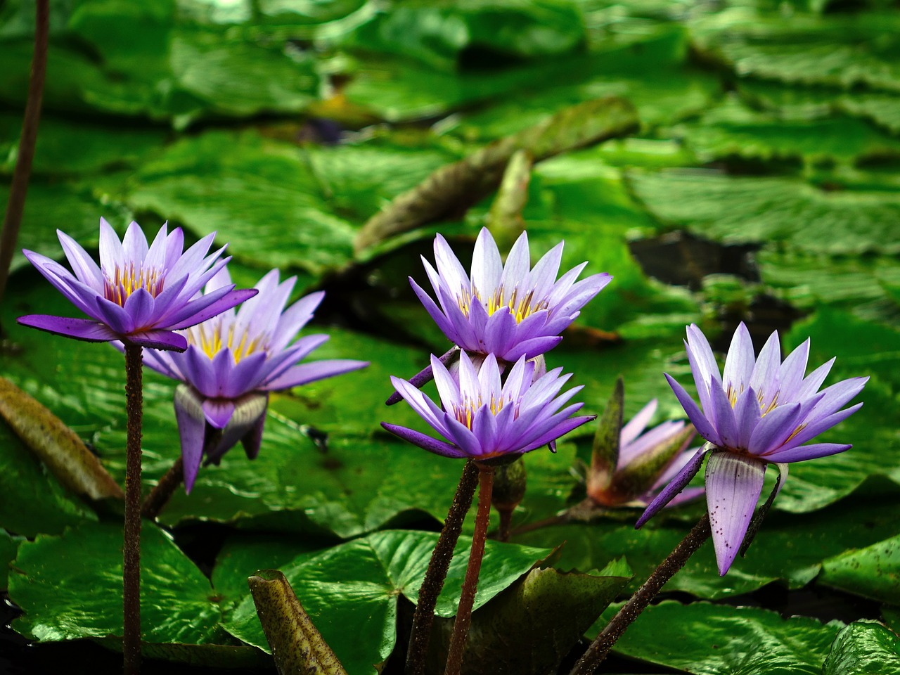 water lily flower pond free photo