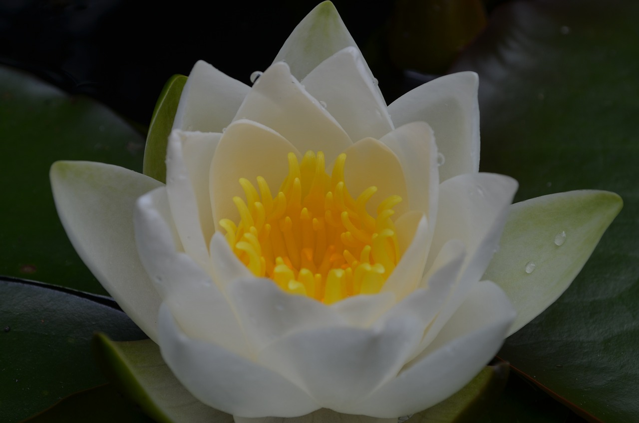 water lily white flower aquatic plant free photo