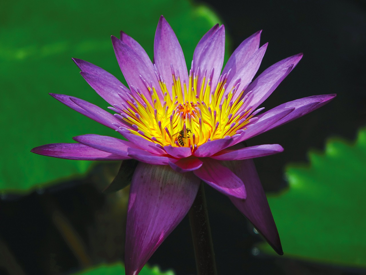 water lily flower pond free photo