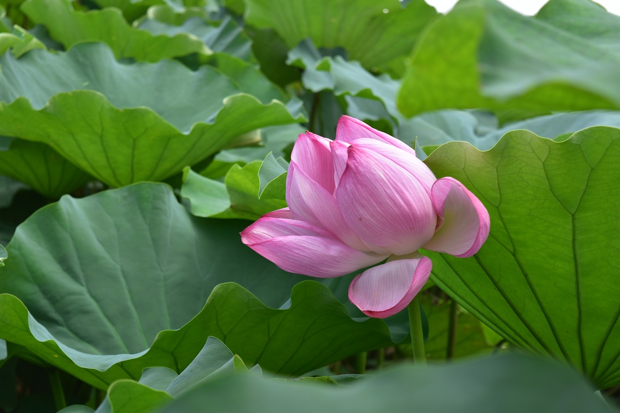 water lily  blossom  bloom free photo