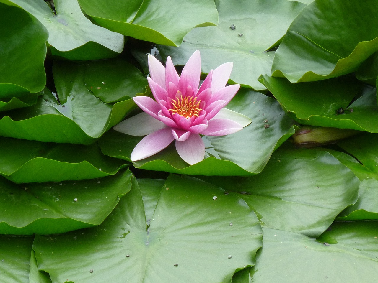 water lily  blossom  bloom free photo