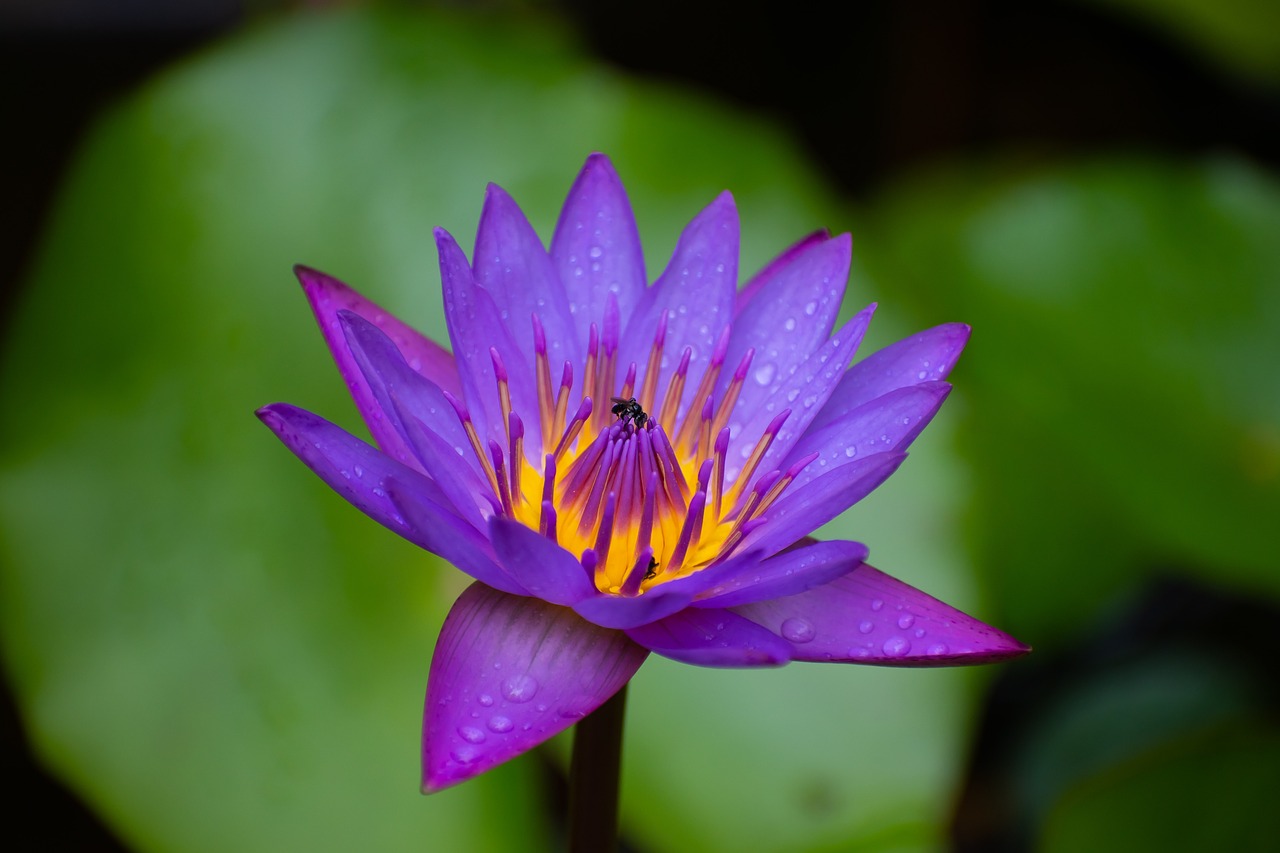 water lily  kerala  purple flower free photo