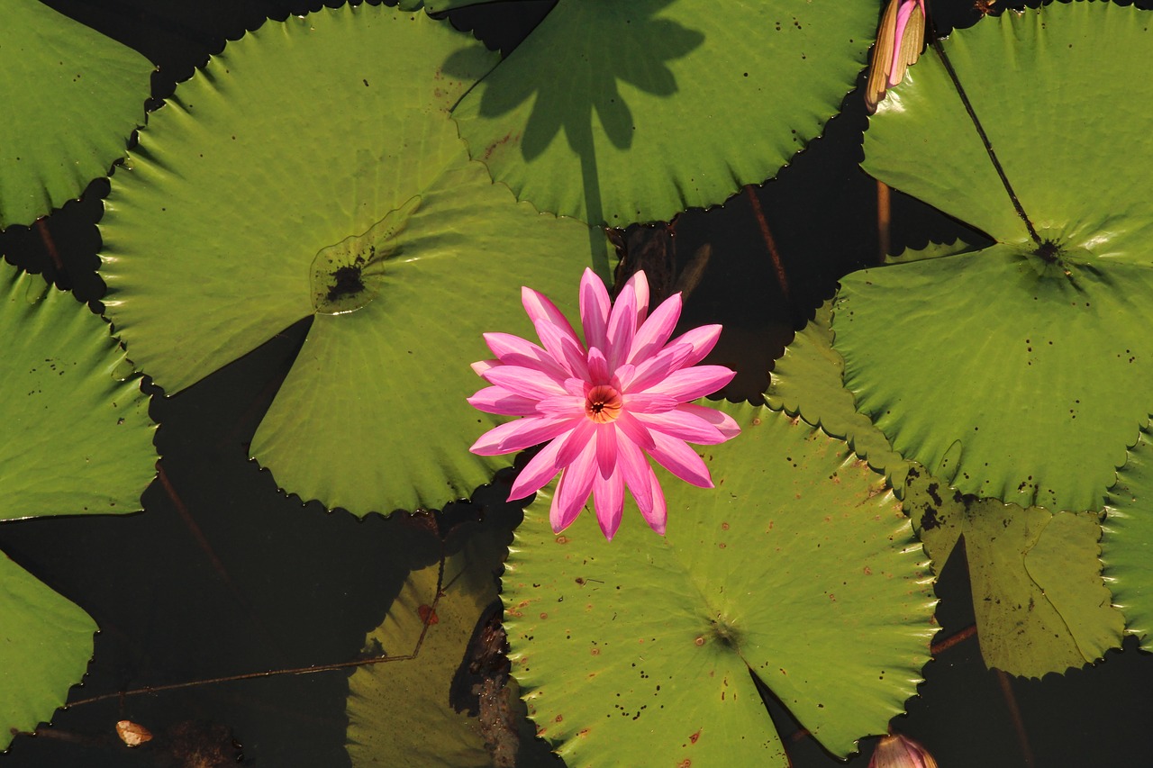 water lily  lotus  flower free photo