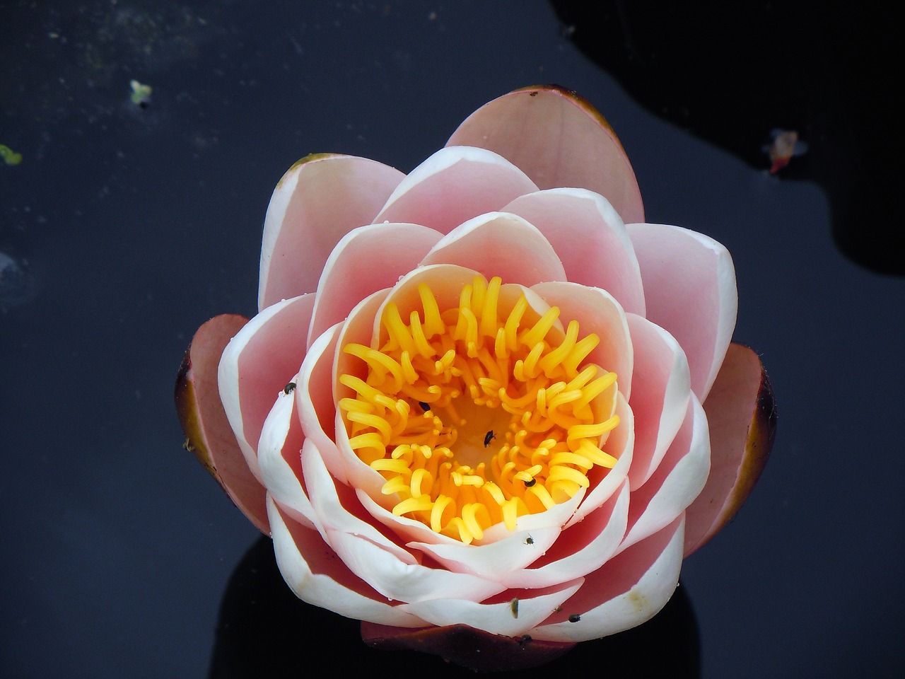 water lily nuphar lutea flowers free photo