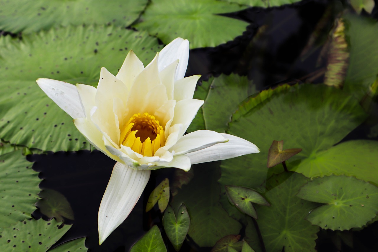 water lily  pond  nature free photo