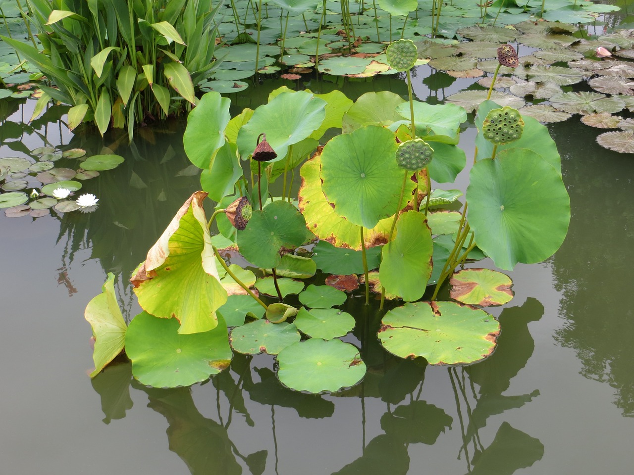 water lily lotus nature free photo