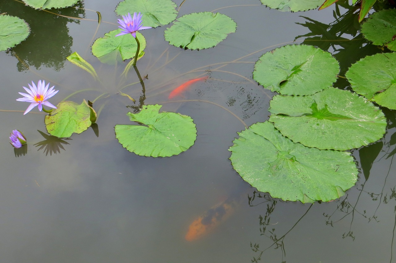 water lily pond lotus free photo