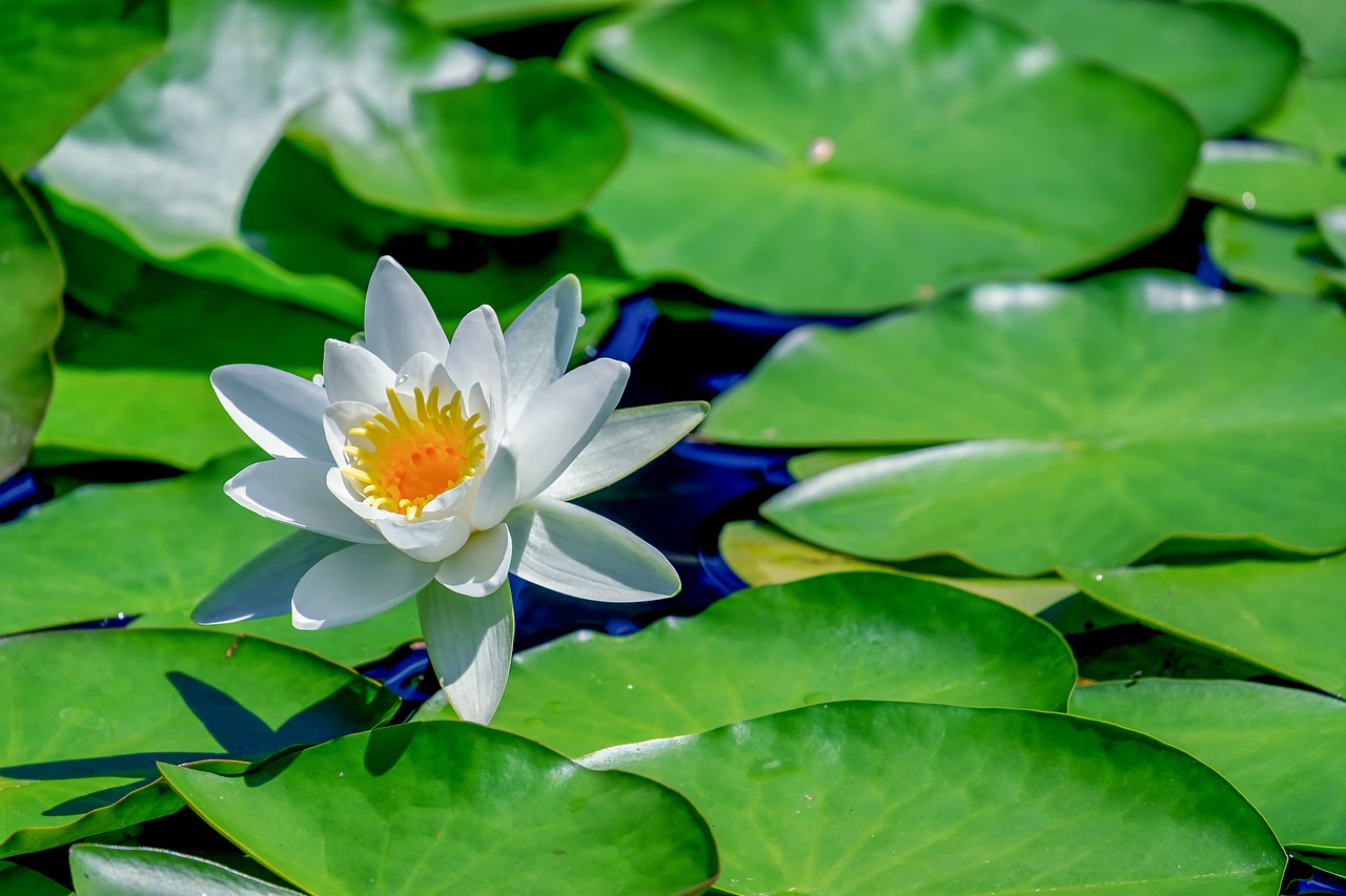 water lily  aquatic plant  flower free photo