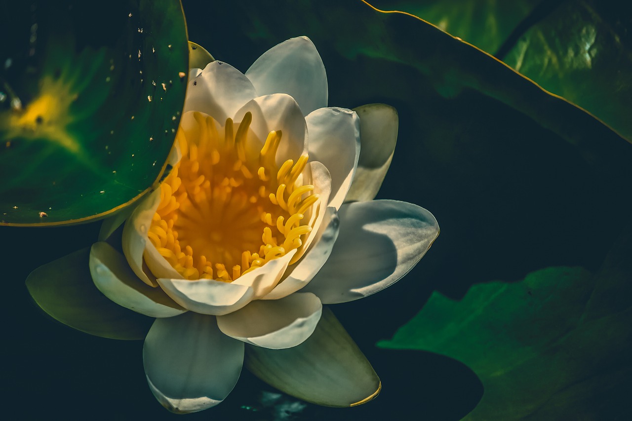 water lily  aquatic plant  blossom free photo