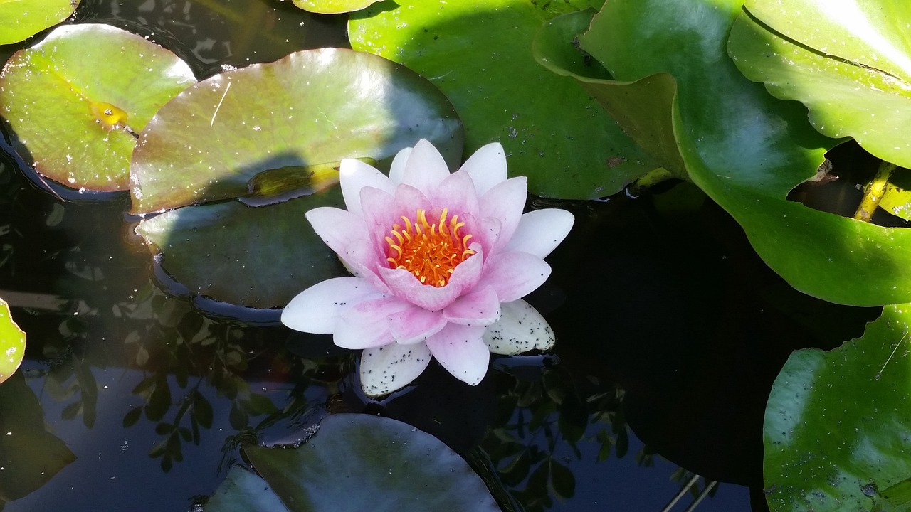 water lily  flower  water free photo