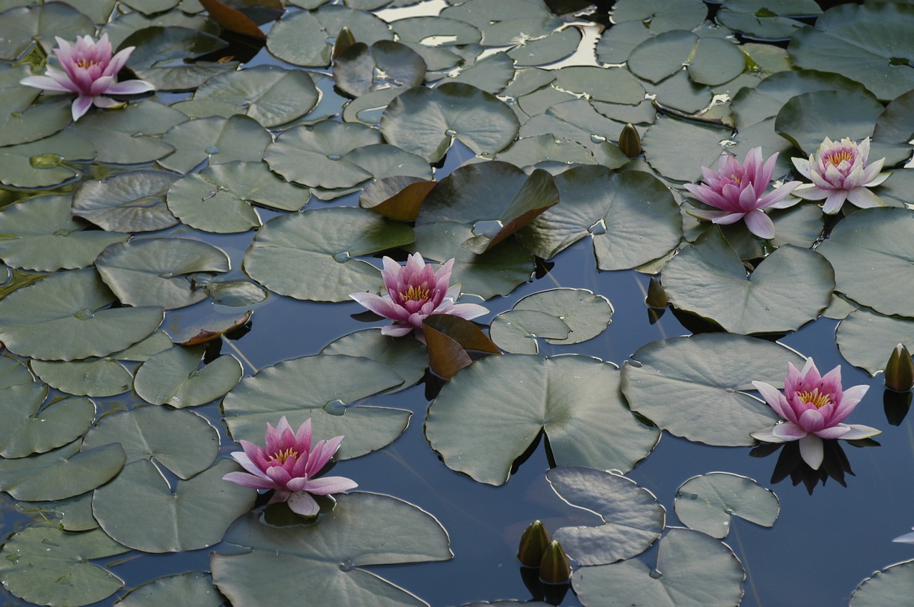 water lily pond lake rose free photo
