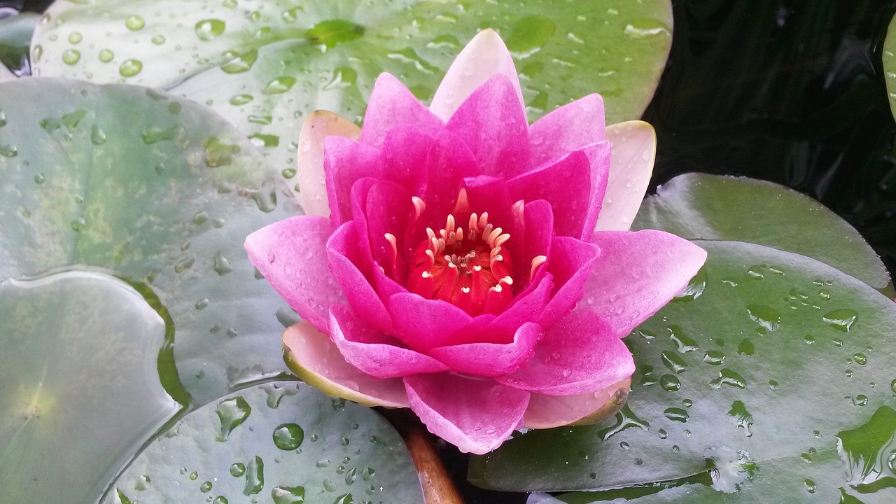 water lily nuphar lutea flower free photo