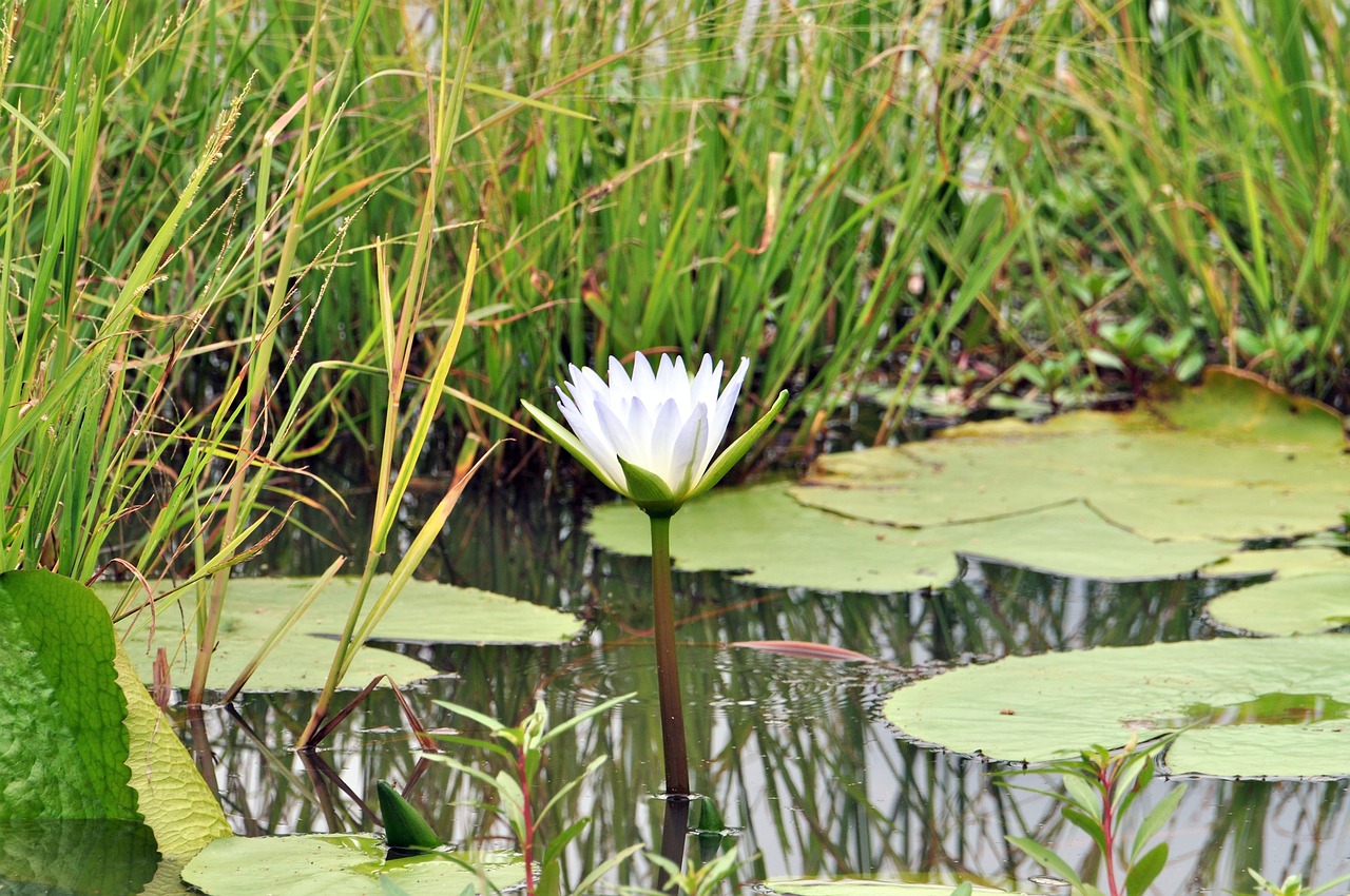 water lily  nature  pond free photo