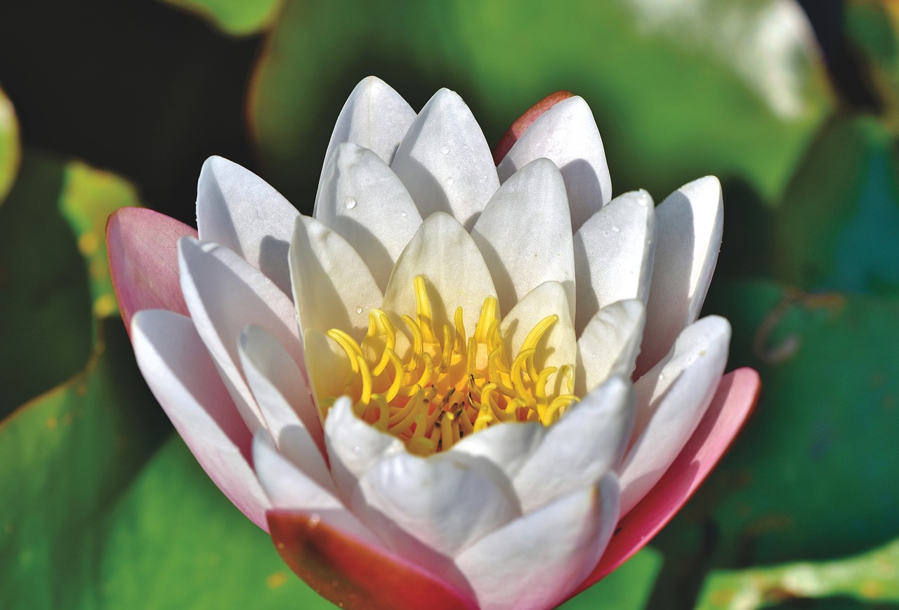 water lily  pond  lake free photo