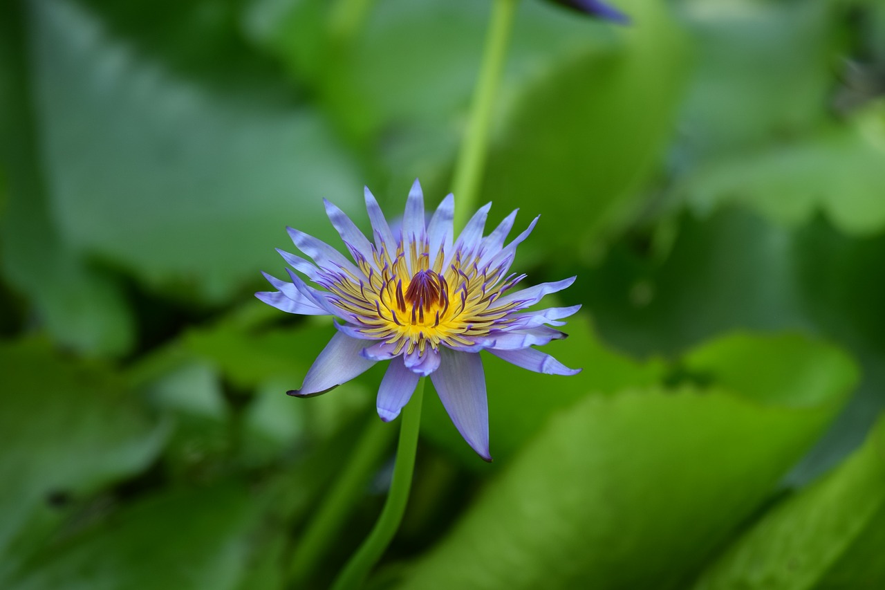 water lily  aquatic  flower free photo