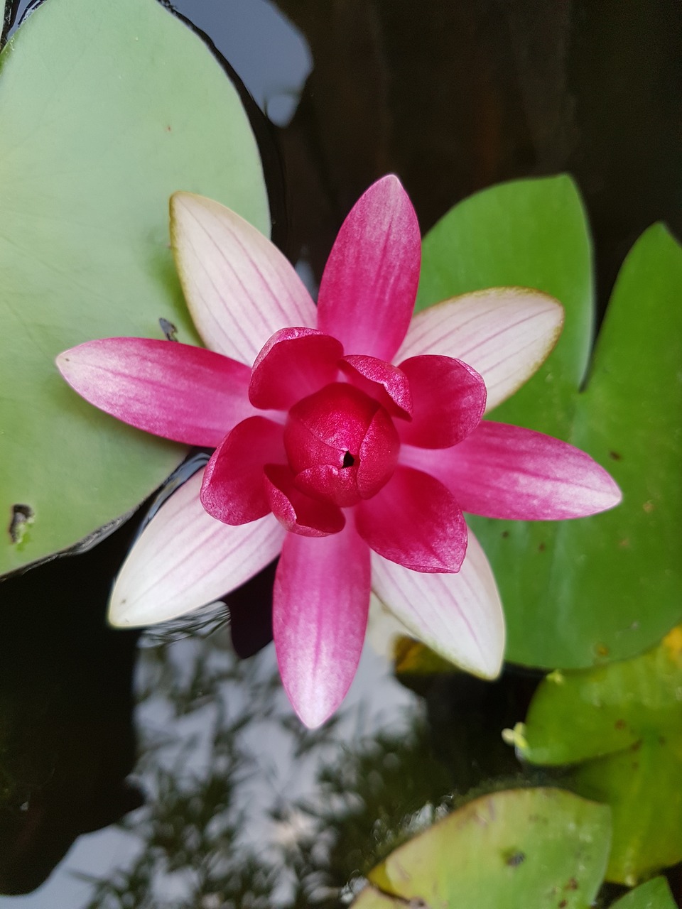 water lily  pond  garden free photo