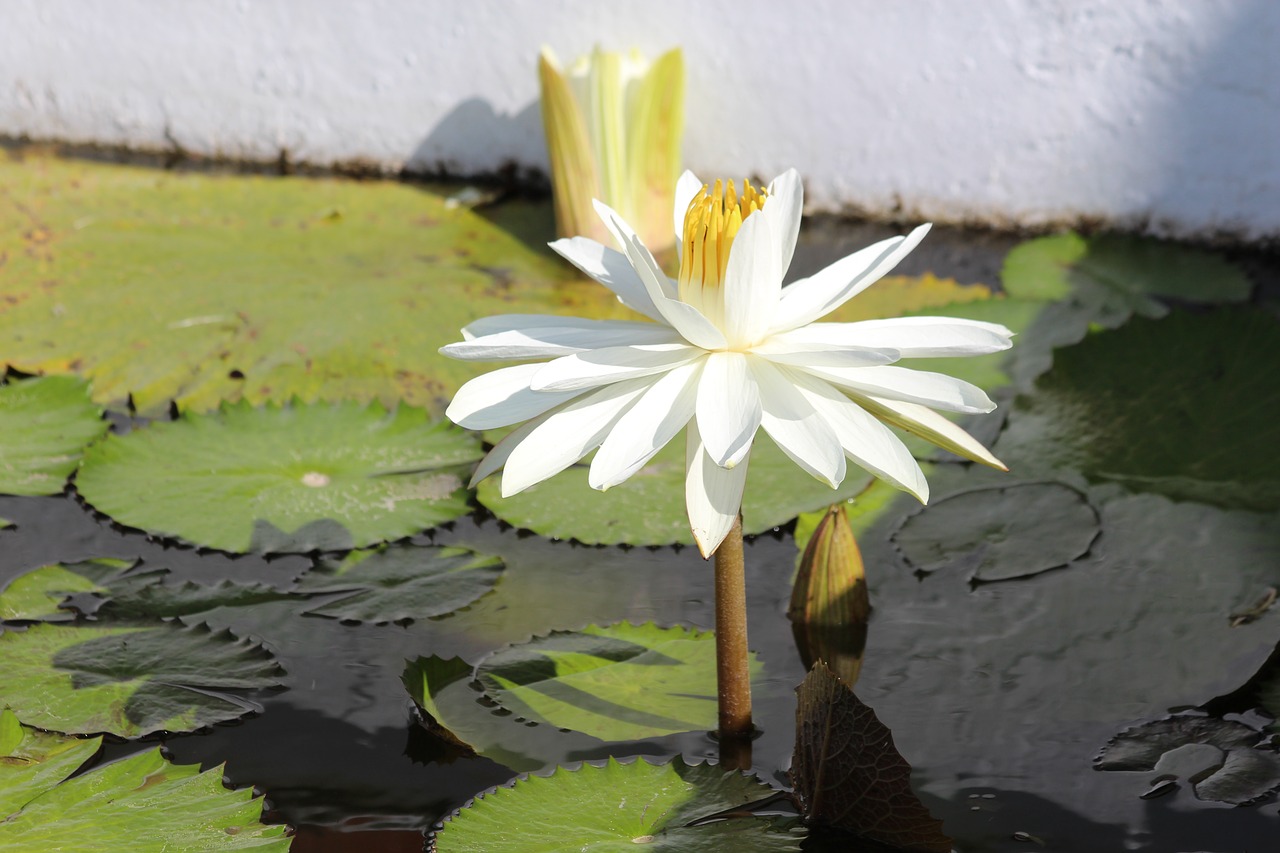 water lily  lily white  flower free photo