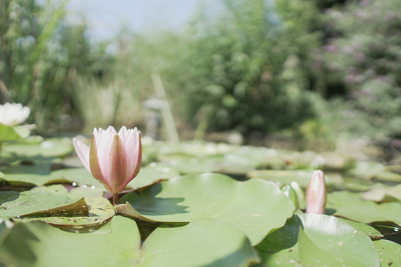 water lily  pond  flower free photo