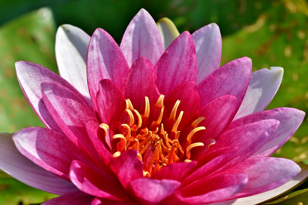 water lily  pond  lake free photo