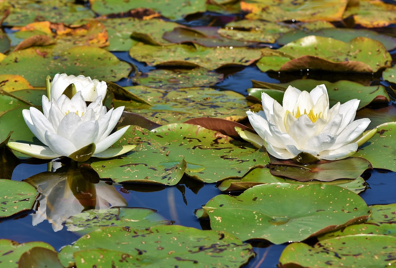 water lily  pond  lake free photo