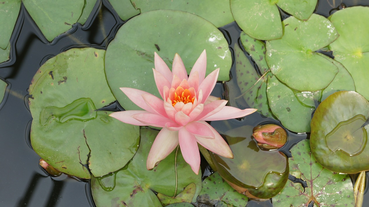 water lily flower pond free photo