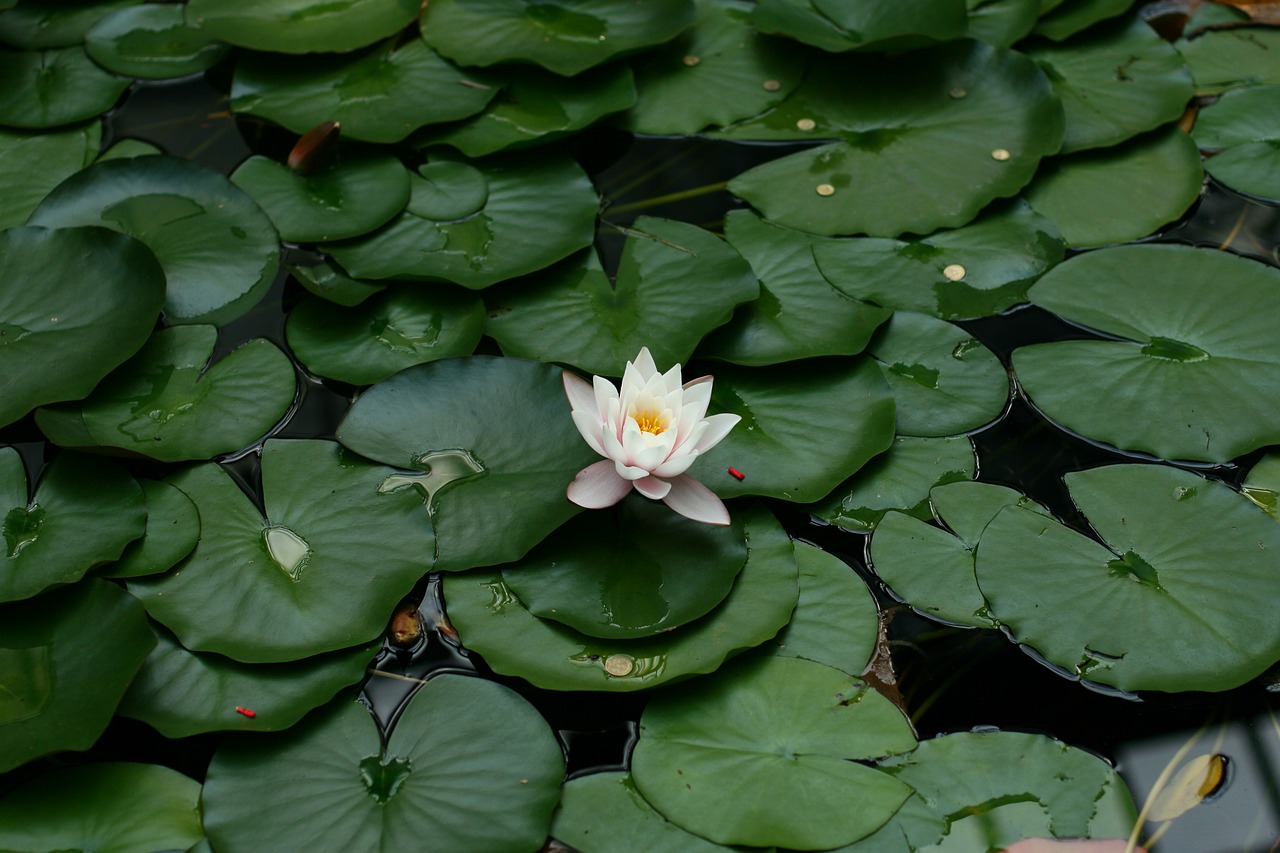 water lily  plant  water free photo