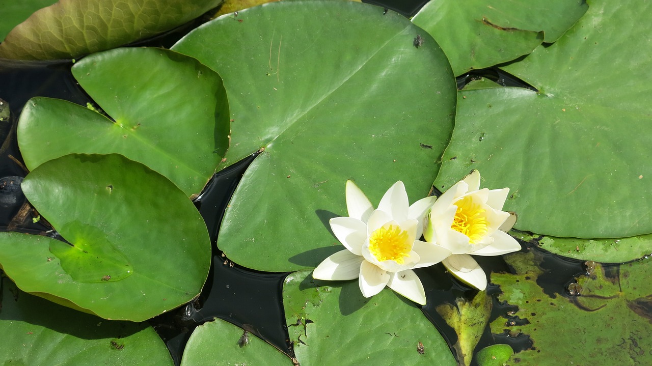 water lily pond water free photo