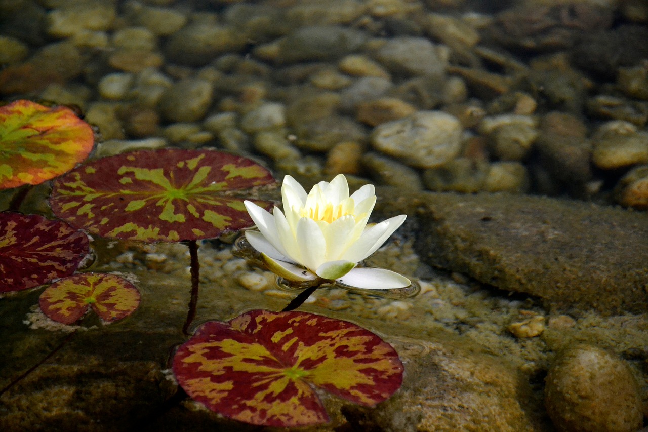 water lily white water free photo