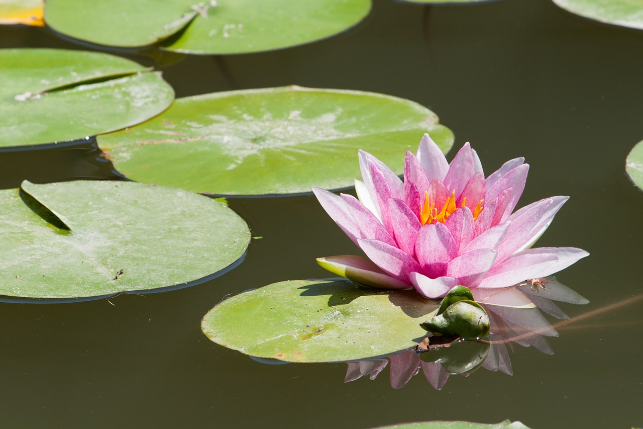 water lily lake lotus free photo