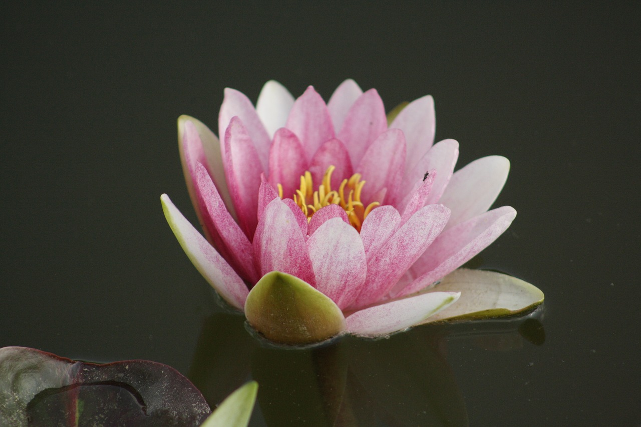 water lily  lake  spring free photo